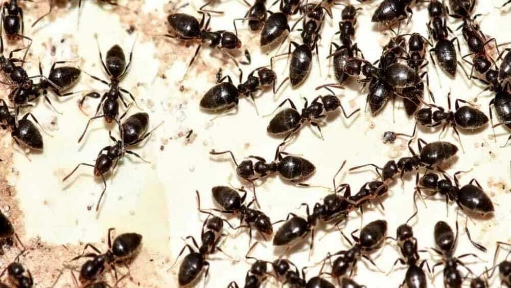 Rimedi contro le formiche:3 bufale e 3 metodi efficaci